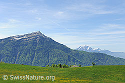 F096730: Rigi und Pilatus vom Walchwilerberg