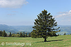 Photo: Shapely pine on a meadow, Switzerland