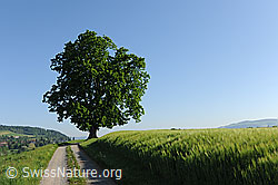 F096832: Weg entlang eines Getreidefeldes mit Baum am Wegrand