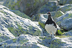 F097182: Alpenschneehuhn (Lagopus mutus) umgeben von Felsblöcken