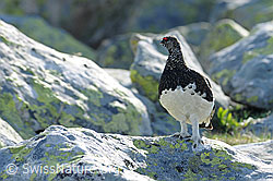 F097183: Alpenschneehuhn (Lagopus mutus) auf Fels