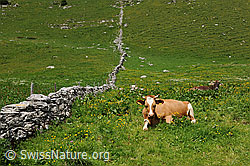F097741: Liegende Kühe auf der Weide neben Steinmauer entlang des Weidezauns