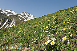 F097946: Bergfrühling mit Schwefel-Anemonen im Saflischtal