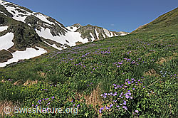 F097953: Im Aufstieg durch das Saflischtal Richtung Saflischpass