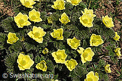 F097956: Schwefel-Anemone (Pulsatilla alpina ssp. apiifolia)