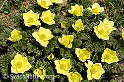 F097957: Schwefel-Anemone (Pulsatilla alpina ssp. apiifolia)