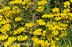 F097962: Flora im Saflischtal