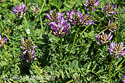 F097966: Flora im Saflischtal