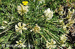 F097972: Flora im Saflischtal