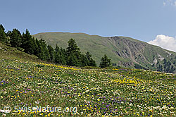 F097975: Blühende Alpwiese im Saflischtal