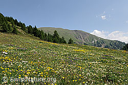 F097976: Blühende Alpwiese im Saflischtal