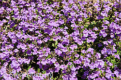 F097978: Flora im Saflischtal