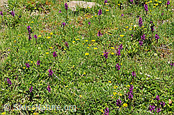 F097987: Flora im Saflischtal