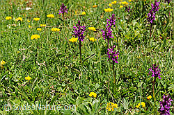 F097988: Flora im Saflischtal