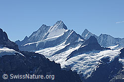 F100500: Lauteraarhorn, Schreckhorn und Oberer Grindelwaldgletscher