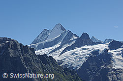 Foto: Schreckhorngruppe von NNW