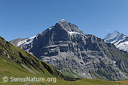 F100653: Nordwände bei Grindelwald: Scheideggwetterhorn, Wetterhorn