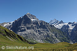 F100654: Nordwand Scheideggwetterhorn, Wetterhorn, Lauteraarhorn, Schreckhorn, Klein Schreckhorn