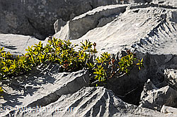 F102490: Pflanze in Karstlandschaft
