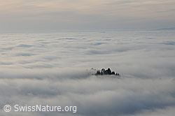 F102656: Tannenspitzen ragen als kleine Insel aus Nebelmeer