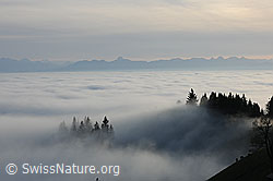 F102657: Tannenspitzen ragen aus Nebelmeer