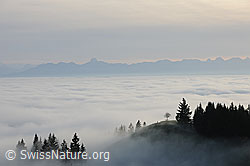 F102661: Nebelmeer mit Hügel an der Nebelgrenze