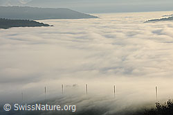 F103166: Aus Nebelmeer ragende Telefonstangen