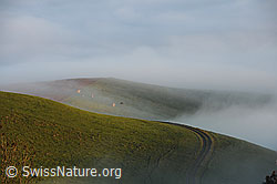 F103193: Feldweg in Hügellandschaft am Rand des Nebelmeers