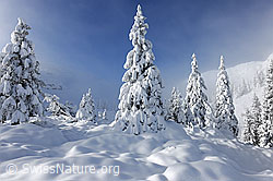 F103311: Tief verschneite Tannen in Berglandschaft