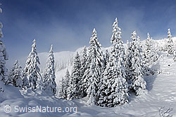 F103314: Frisch verschneite Baumgruppe in Berglandschaft