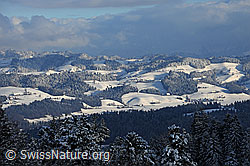 F104378: Firsch verschneite Wälder in Hügellandschaft mit Streiflicht