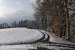 F104391: Fahrweg am Waldrand und schneebedecktes Feld