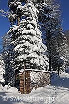 F104500: Brennholzstapel und schneebedeckter Baum (Tanne)