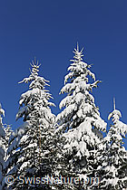 F104506: Verschneite Tannen