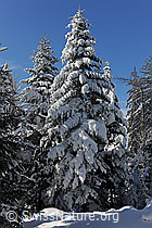Photo: Verschneite Tanne im Winterwald