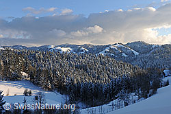 F104566: Verschneiter Wald in Hügellandschaft