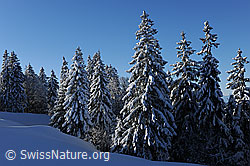 F104605: Verschneiter Wald