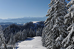 F104616: Verschneiter Tannenwald