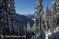 F104631: Waldlandschaft im Winter