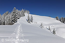 F104641: Spur in Winterlandschaft mit Tannenwald