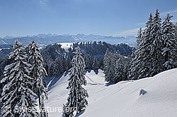 F104676: Frisch verschneiter Wald in Emmentaler Hügellandschaft