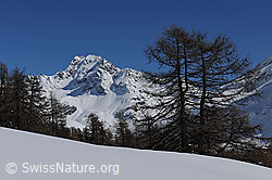 F104800: Ofenhorn zwischen Lärchen