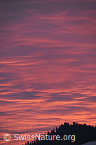 F104834: Abendrot am Wolkenhimmel