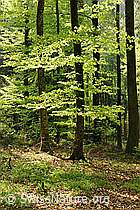 F105764: Buchenwald im Frühling