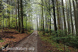 F105811: Waldweg durch einen frühlingshaften Buchenwald