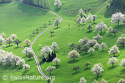 F105965: Blühende Kirschbäume in grossem Obstgarten