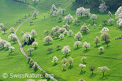 F105969: Blühende Kirschbäume