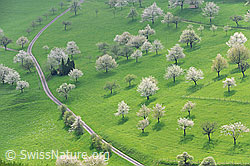 F105970: Blühende Kirschbäume auf grüner Wiese