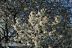 F105981: Blühender Kirschbaum