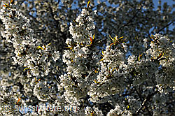 F105983: Blühender Kirschbaum